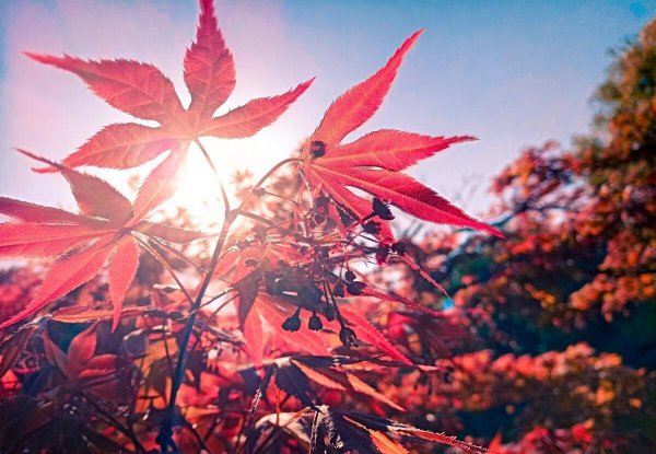 女子思念心上人的诗句及意思
