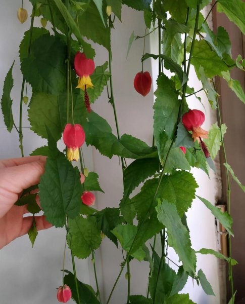 家里风铃花盆栽的养殖方法