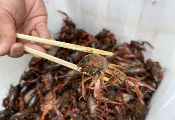 小龙虾青色和红色的区别在哪