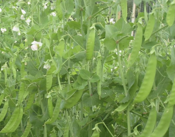 豌豆什么时候种植最好