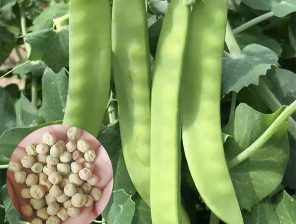 豌豆什么时候种植最好