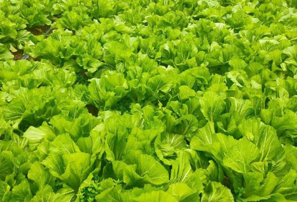 夏季可以种的蔬菜有哪些品种