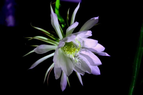 有关古人赞颂昙花的诗句