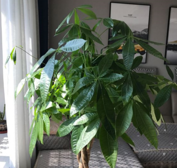 四季常青的植物有哪几种