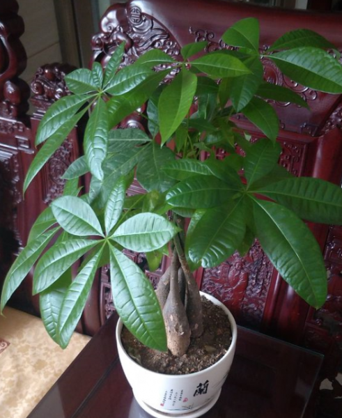 四季常青的植物有哪几种