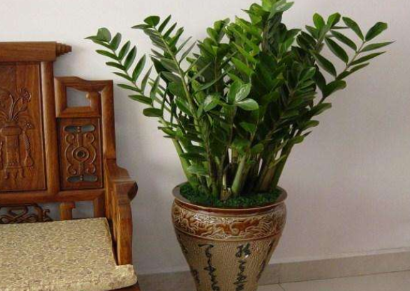 四季常青的植物有哪几种