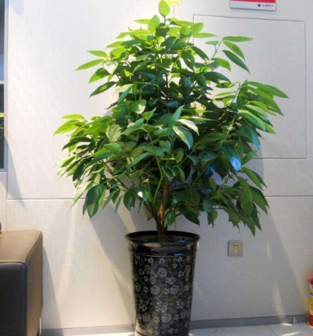 四季常青的植物有哪几种