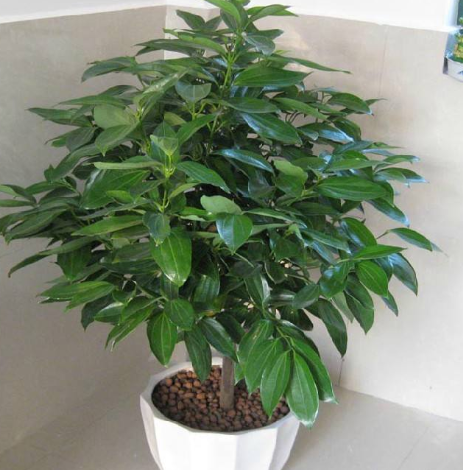 四季常青的植物有哪几种