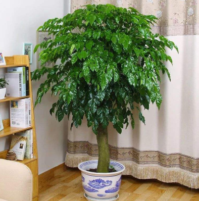 四季常青的植物有哪几种