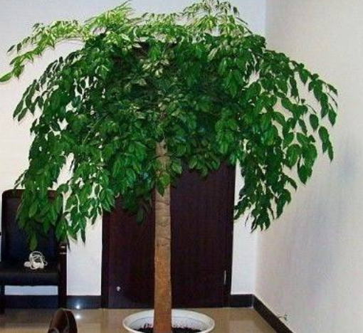 四季常青的植物有哪几种