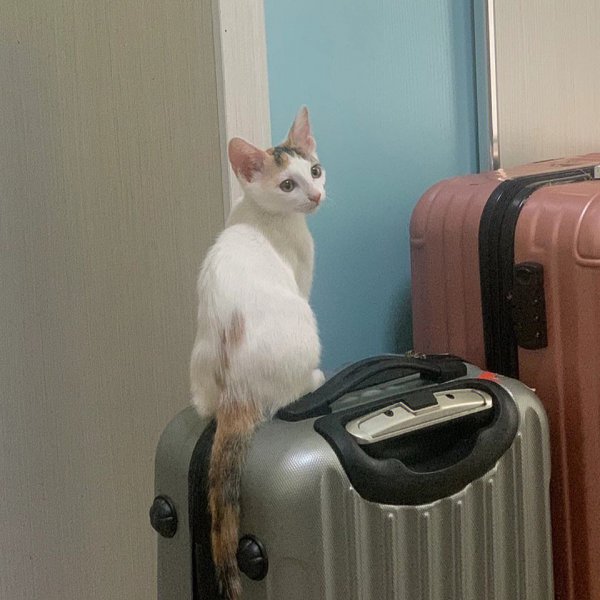猫应激反应是什么意思