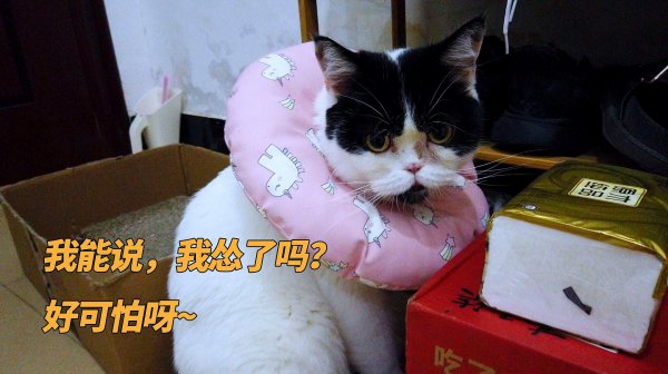 猫应激反应是什么意思
