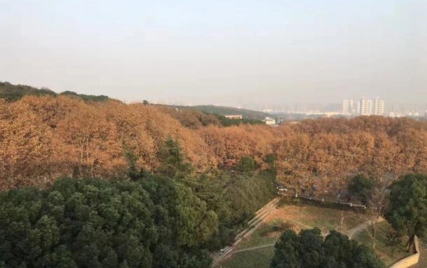 华中农业大学是211吗