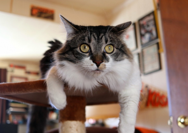 猫咪到了新环境一直叫怎么回事