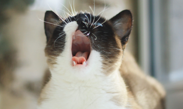 猫咪到了新环境一直叫怎么回事
