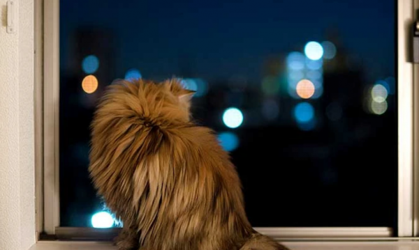 猫咪到了新环境一直叫怎么回事