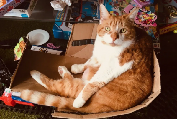 猫咪到了新环境一直叫怎么回事