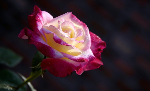 月季花什么时候开放