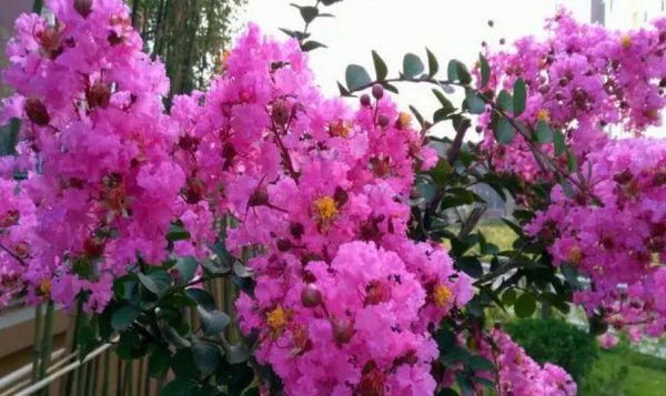 木本花卉植物大全名称及图片