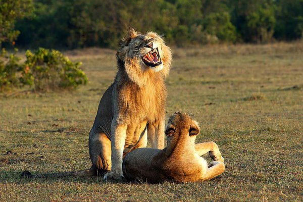动物为什么要繁殖后代