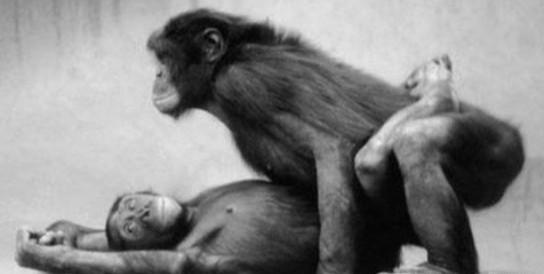 动物为什么要繁殖后代