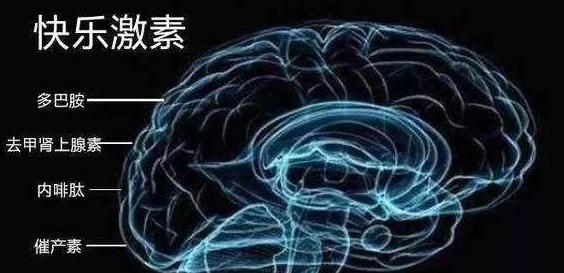 动物为什么要繁殖后代