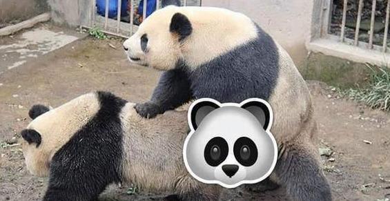 动物为什么要繁殖后代