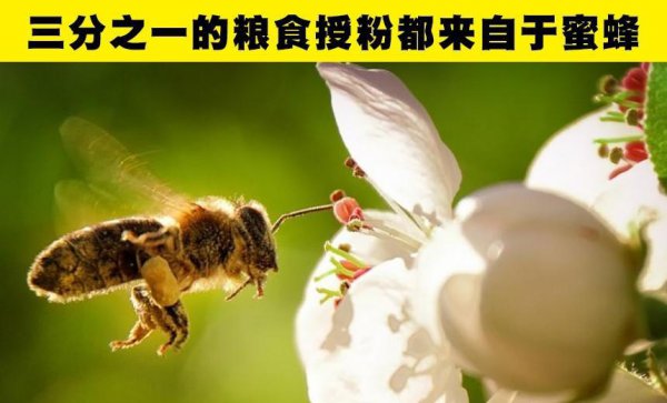 世界上有多少种蜜蜂类型