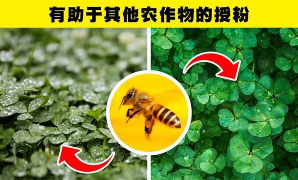 世界上有多少种蜜蜂类型