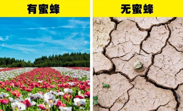 世界上有多少种蜜蜂类型