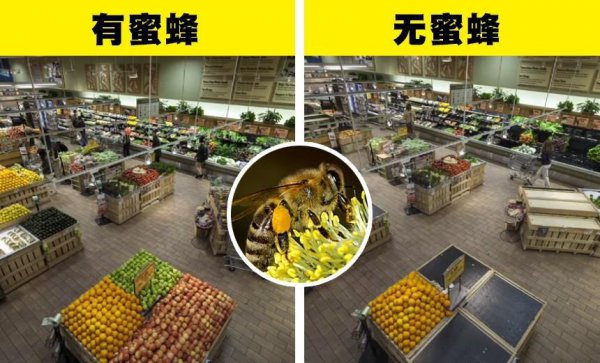 世界上有多少种蜜蜂类型