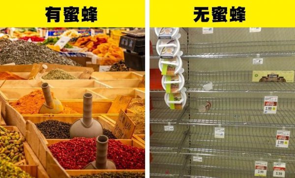 世界上有多少种蜜蜂类型