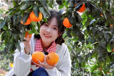 橘子与桔子有何不同之处 图片快速分清楚橘子与桔子
