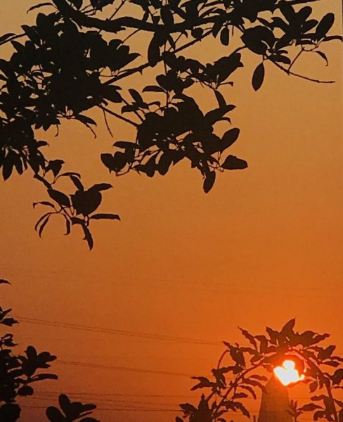 王安石登飞来峰的情感