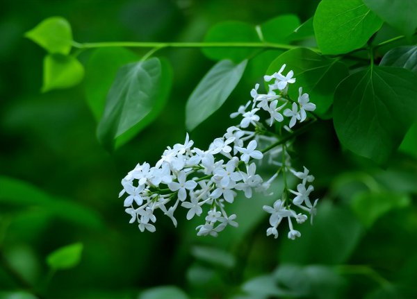 赞美丁香花的诗句