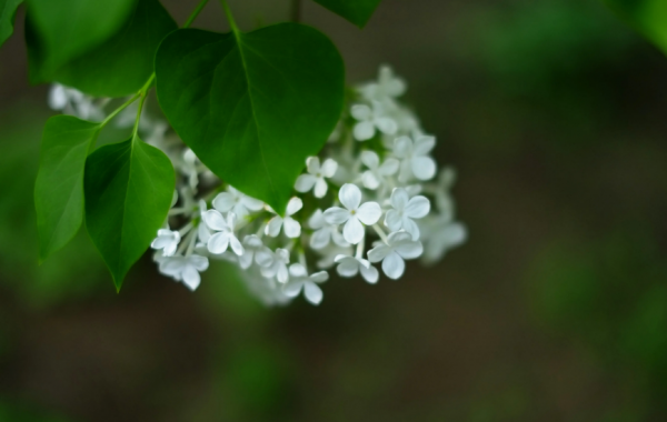 赞美丁香花的诗句