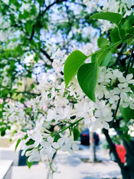 赞美丁香花的诗句