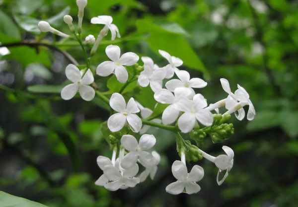 赞美丁香花的诗句