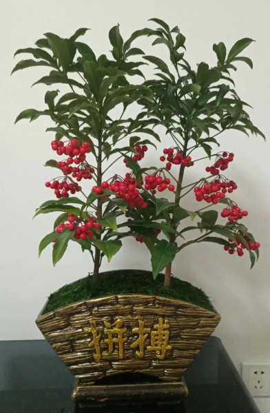 红果子的植物花卉图片