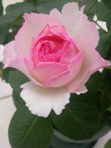 香水月季品种优缺点 灌木状月季花魂之香水四季有花开