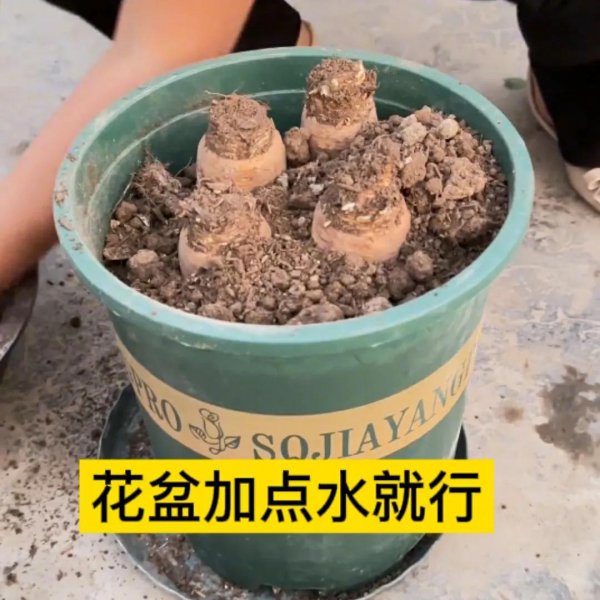 二十种耐寒的蔬菜
