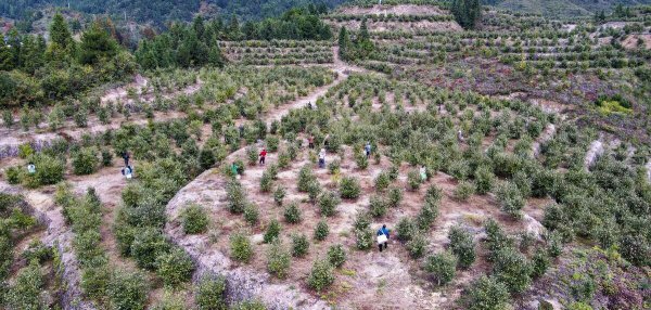 油茶树苗一亩种多少棵