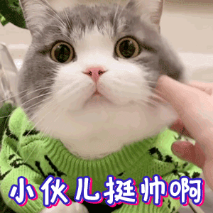 公猫和母猫怎么区分图解