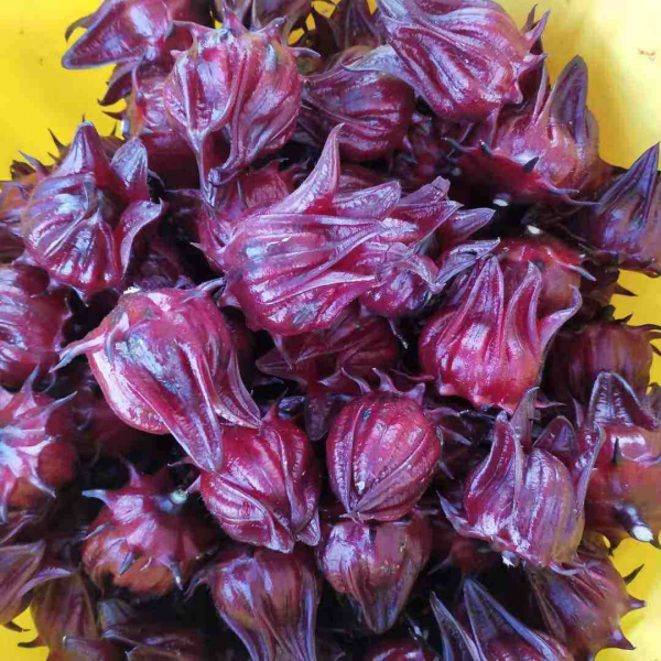 洛神花是什么花的别名