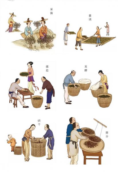 普洱茶是红茶还是黑茶