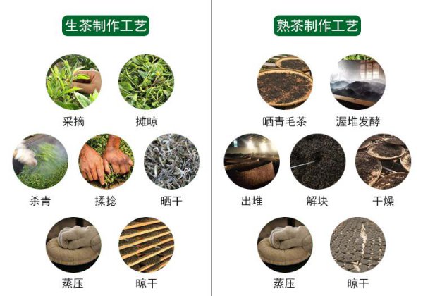 普洱茶是红茶还是黑茶
