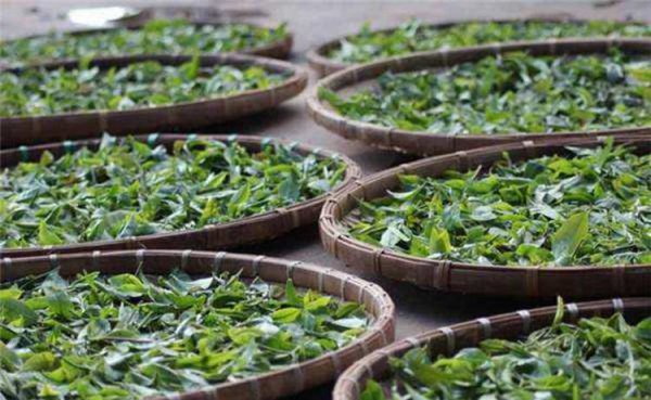 普洱茶是红茶还是黑茶