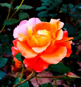 贊美月季花的詩(shī)句古詩(shī)名句
