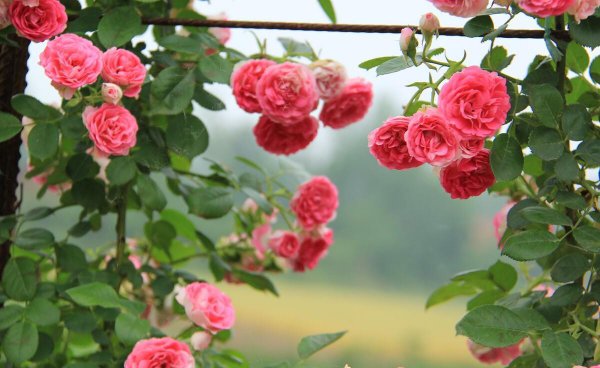 月季花品种有哪些名字介绍