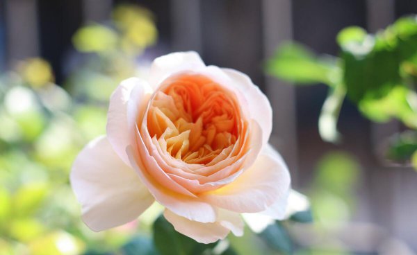 月季花品种有哪些名字介绍